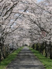 城山公園・法勝寺川土手の桜の写真