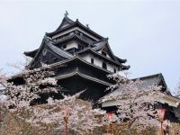 松江城山公园的樱花