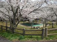愛宕山公園の桜
