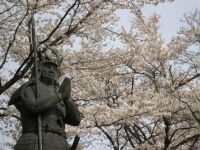 太鼓壇公園の桜の写真