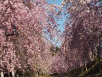 たけべの森公園の桜の写真