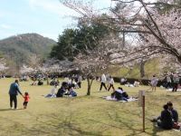 The Cherry Blossoms of Miyama Park