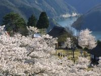 The Cherry Blossoms of Miyasumi Park