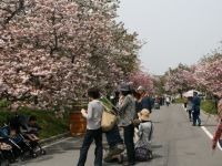 造幣局廣島支局 花街的櫻花
