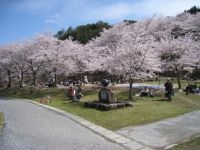 The Cherry Blossoms of Yachiyoko Lake