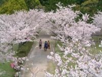 萩城跡 指月公園の桜
