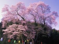 Kira-no-Edohigan (Cherry Blossoms)
