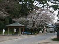 琴弾公園の桜の写真