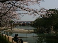 滝宮公園の桜