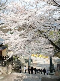 The Cherry Blossoms of Kotohira-gu Shrine