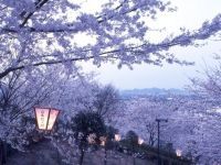 鹿ノ子池公園の桜の写真