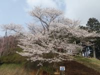 도미스야마 산 공원의 벛꽃