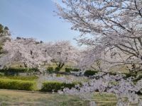 すすきヶ原入野公園の桜