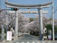 The Cherry Blossoms of Hachioji-gu Shrine & Hachioji Park