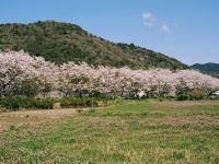 鮎乃瀬公園の桜