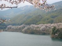 The Cherry Blossoms of Showaike Park