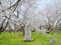 舞鶴公園（福岡県）の桜