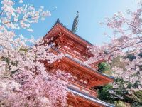 清水公園（福岡県）の桜
