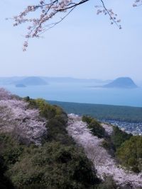 鏡山の桜