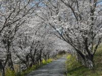 日の隈公園の桜の写真