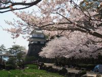 The Cherry Blossoms of Omura Park