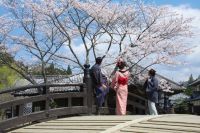 江戸ワンダーランド日光江戸村の桜の写真