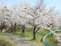 蛇ヶ谷公園の桜の写真
