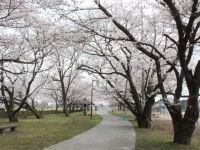 大貞公園の桜の写真