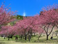 えぼし公園の桜の写真