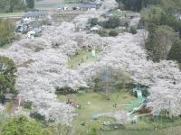 母智丘公园的樱花
