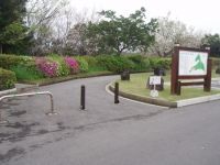 樱岛自然恐龙公园的樱花