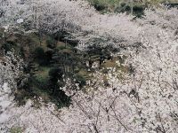 觀音池 市民之森的櫻花