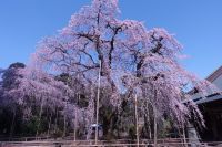 長光寺のしだれ桜の写真