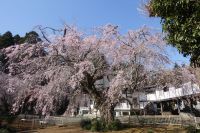 妙宣寺の桜の写真