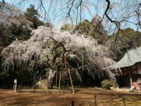 福星寺のしだれ桜の写真