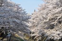 多摩センター桜まつりの写真