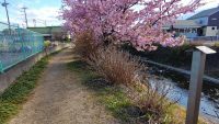 洞川の河津桜の写真