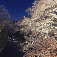 神田川沿いの桜の写真