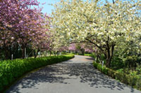 引揚記念公園の桜の写真
