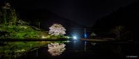 井川の一本桜の写真