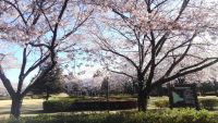 阿見町総合運動公園の桜の写真