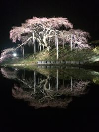 中島の地蔵桜の写真