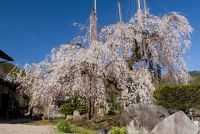 西光寺のしだれ桜の写真
