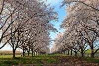 水沢競馬場の桜の写真