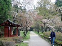 含満公園・化地蔵の桜の写真