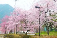 鬼怒川公園の桜の写真