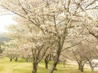 小百川桜公園の桜の写真