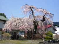 岸野家のしだれざくらの桜の写真