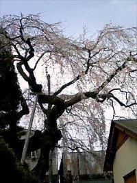 高田家のしだれざくらの桜の写真