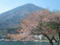 中禅寺湖畔の桜の写真
